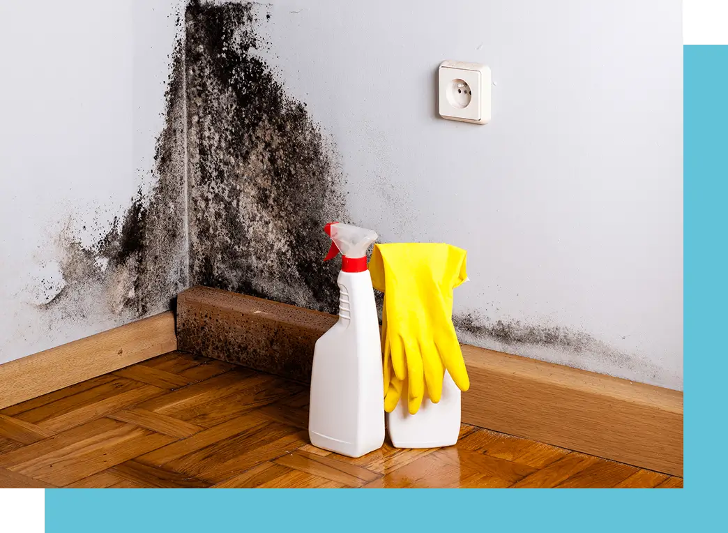 Mold Remediation in Nashville, Franklin, Murfreesboro, Brentwood, Mt. Juliet, Smyrna