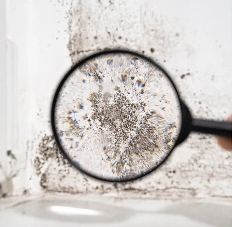 A magnifying glass enlarges a patch of mold growing on a white wall, revealing detailed textures and patterns.