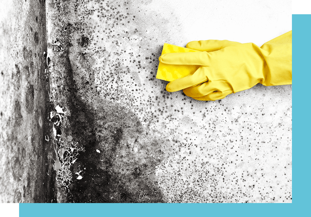 Yellow glove wiping black mold on drywall